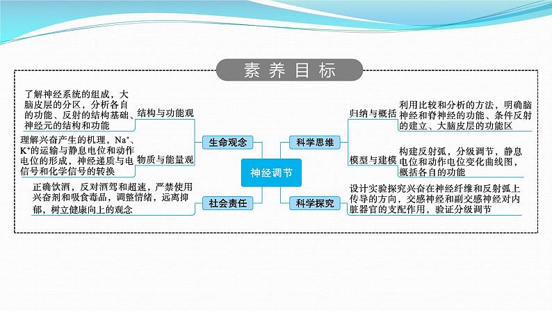 新高考生物一轮复习课件:第24讲 神经调节(含解析)第2页