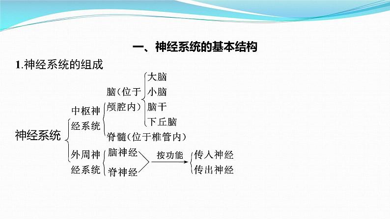新高考生物一轮复习课件:第24讲 神经调节(含解析)第3页