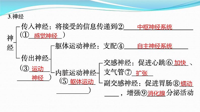 新高考生物一轮复习课件:第24讲 神经调节(含解析)第5页