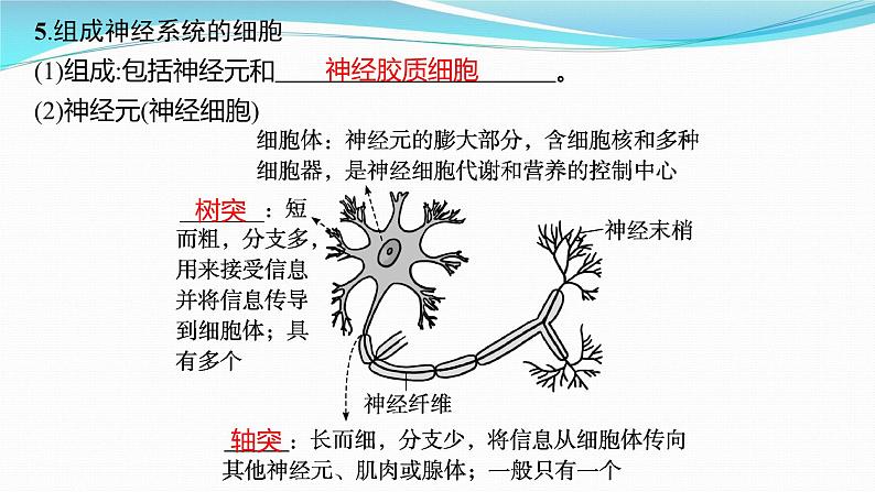 新高考生物一轮复习课件:第24讲 神经调节(含解析)第7页
