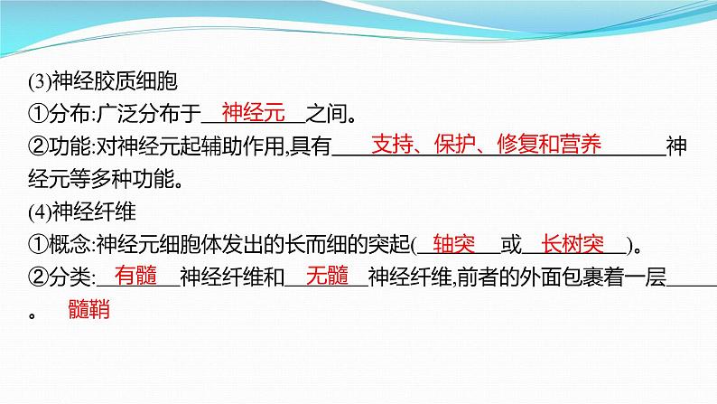 新高考生物一轮复习课件:第24讲 神经调节(含解析)第8页
