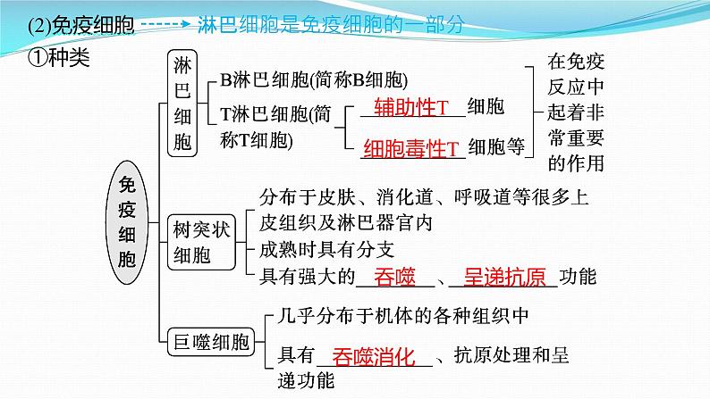 新高考生物一轮复习课件:第26讲 免疫调节(含解析)第5页