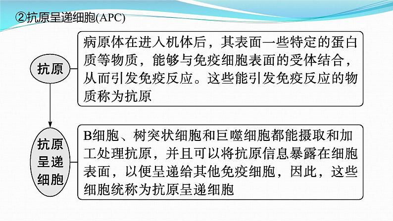 新高考生物一轮复习课件:第26讲 免疫调节(含解析)第6页