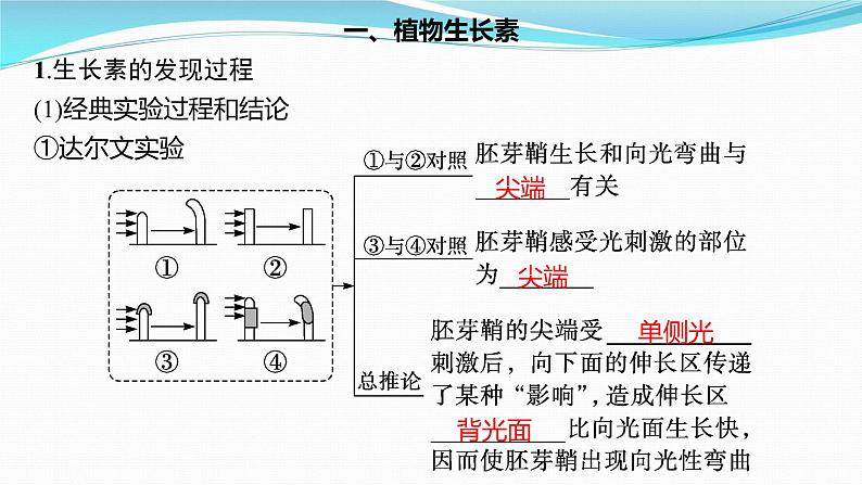 新高考生物一轮复习课件:第27讲 植物生命活动的调节(含解析)03