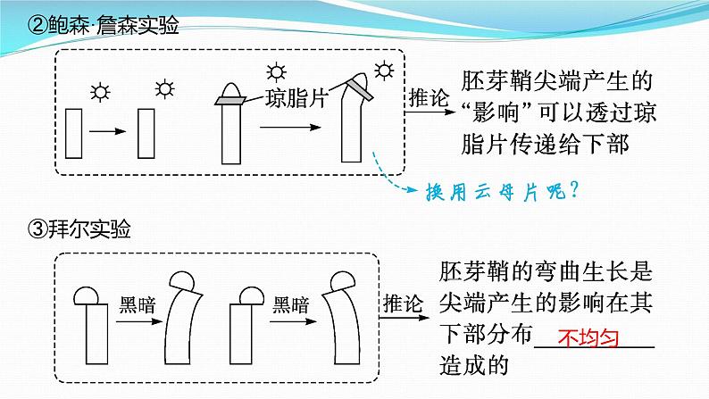 新高考生物一轮复习课件:第27讲 植物生命活动的调节(含解析)04
