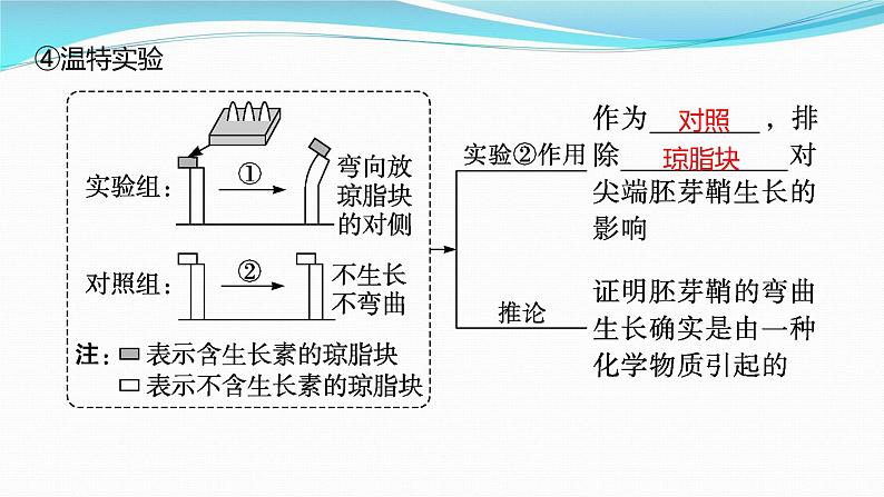 新高考生物一轮复习课件:第27讲 植物生命活动的调节(含解析)05
