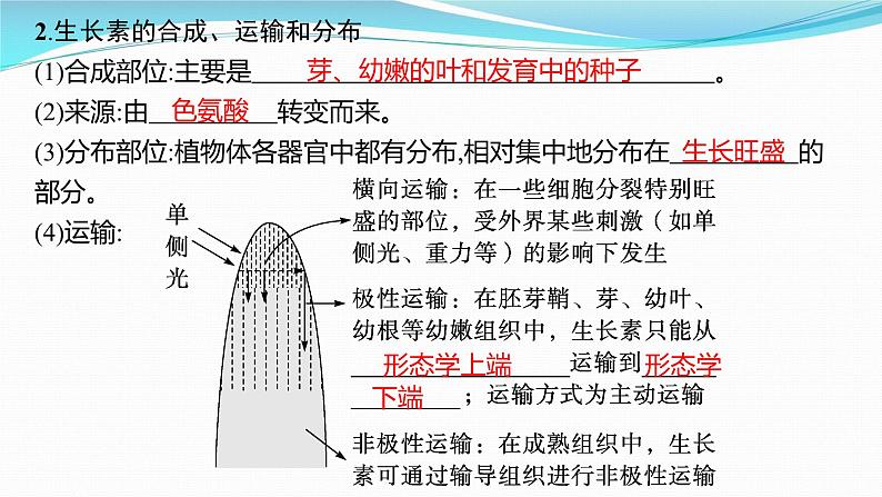 新高考生物一轮复习课件:第27讲 植物生命活动的调节(含解析)07