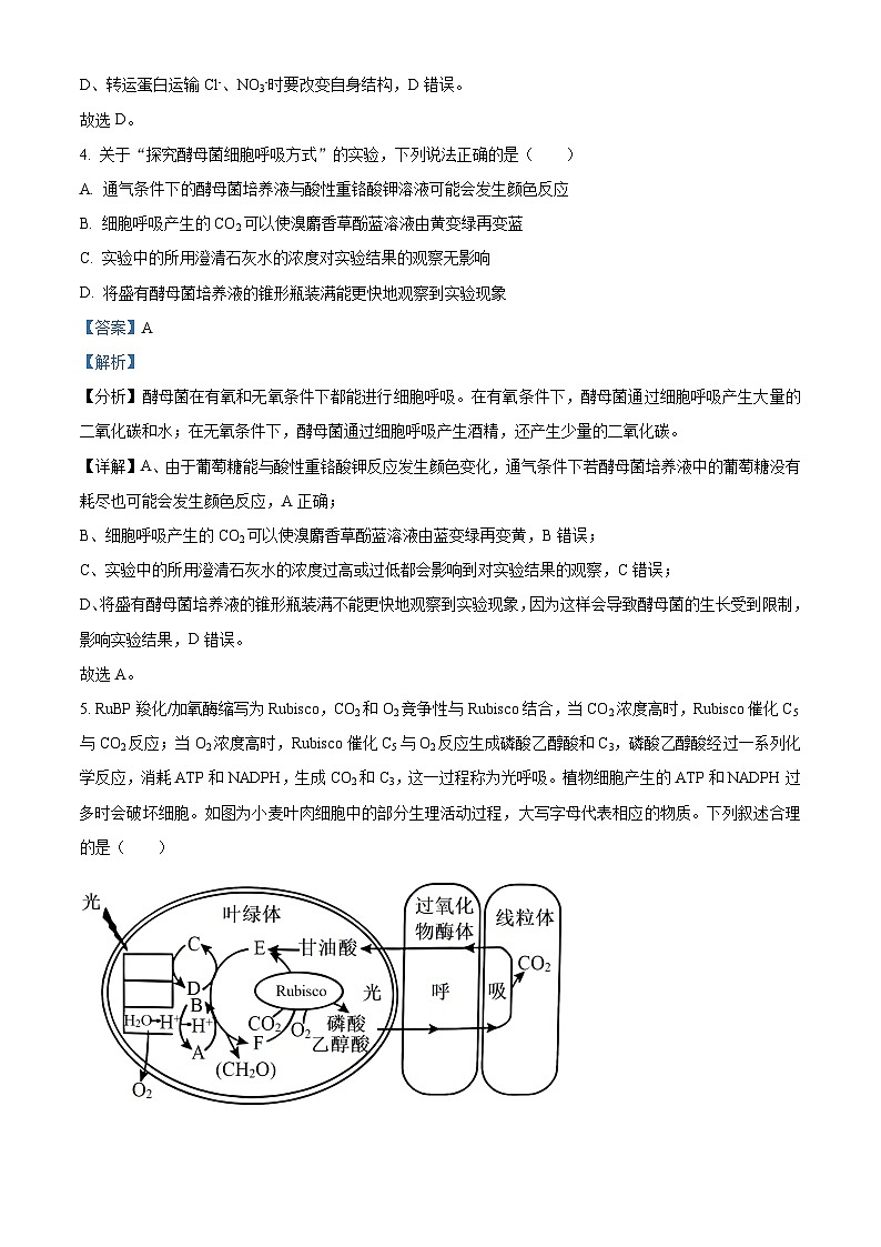 山东省济宁市实验中学2025届高三上学期10月月考生物试题word版含解析第3页