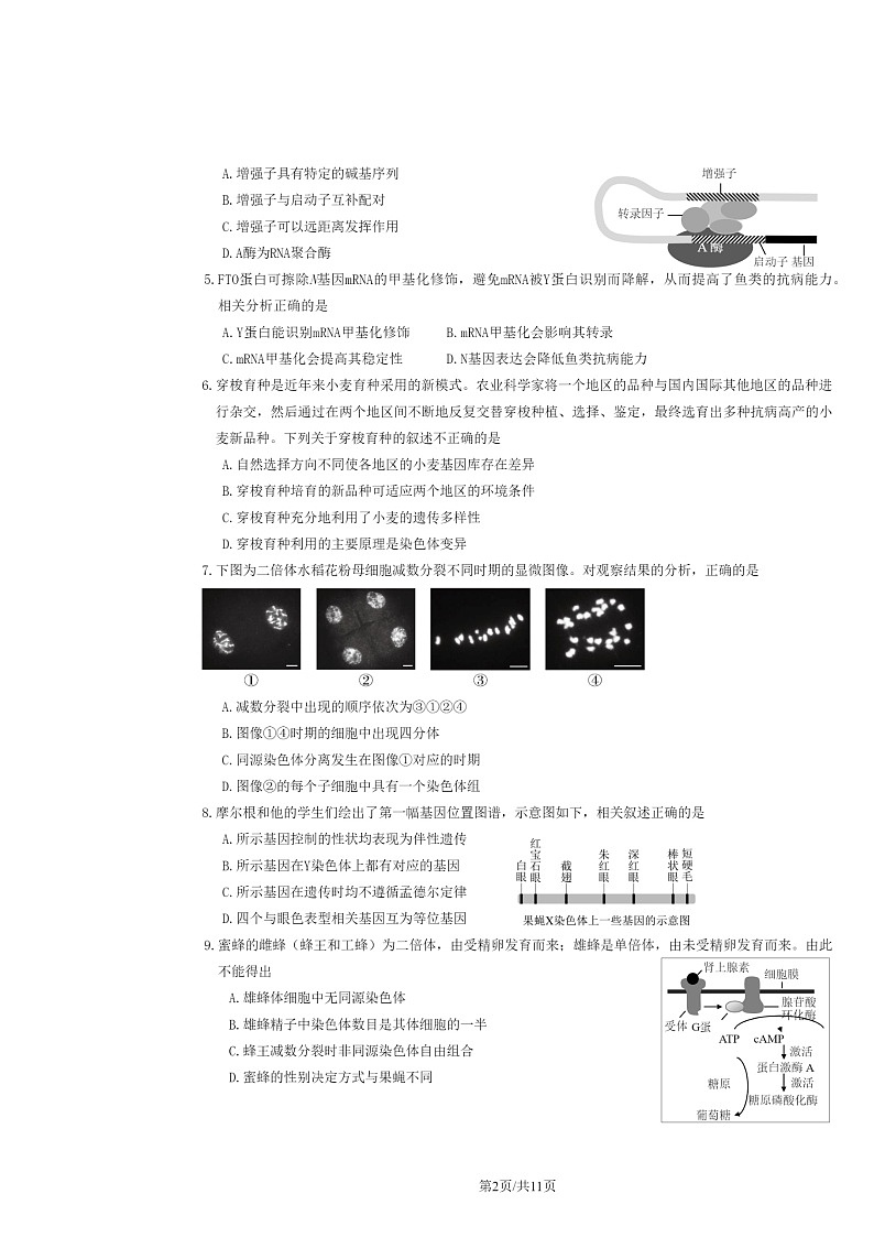 2024北京延庆一中高三上学期期中生物试卷及答案第2页