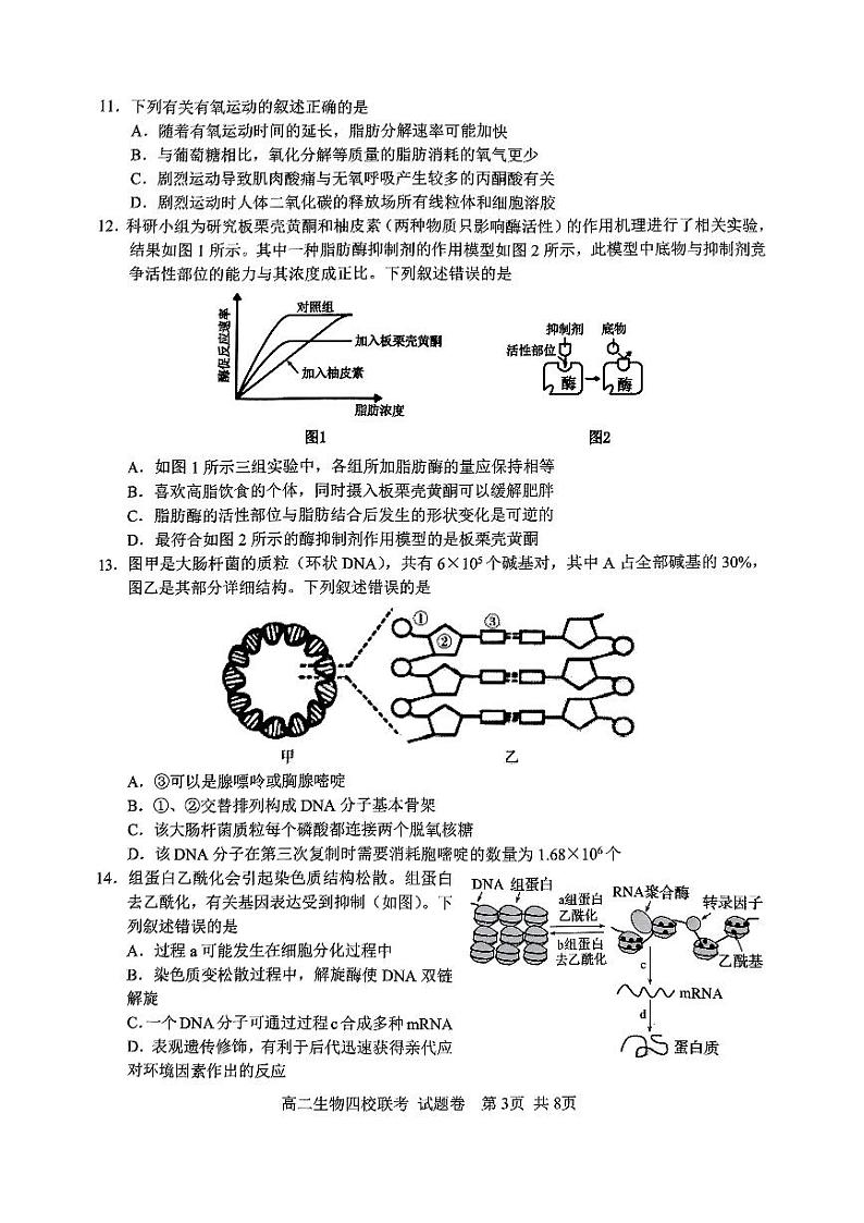 2024学年第一学期高二年级10月四校联考生物学科试题卷第3页