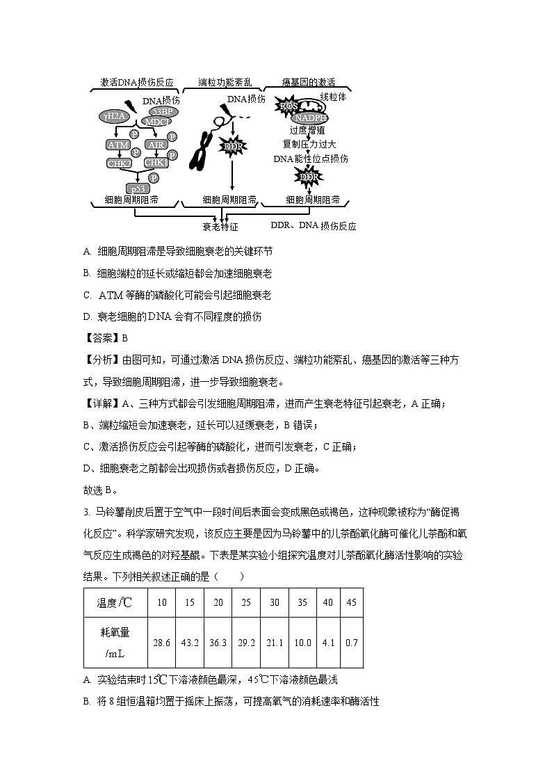 2024屆重慶市高三下學(xué)期高考三模生物試卷（解析版）第2頁