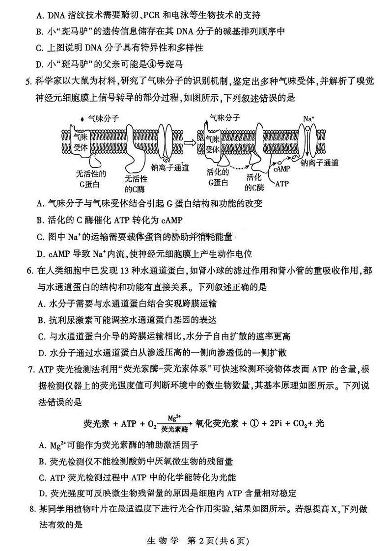 2025届河南省豫西北教研联盟高三10月第一次质检-生物试题+答案第2页
