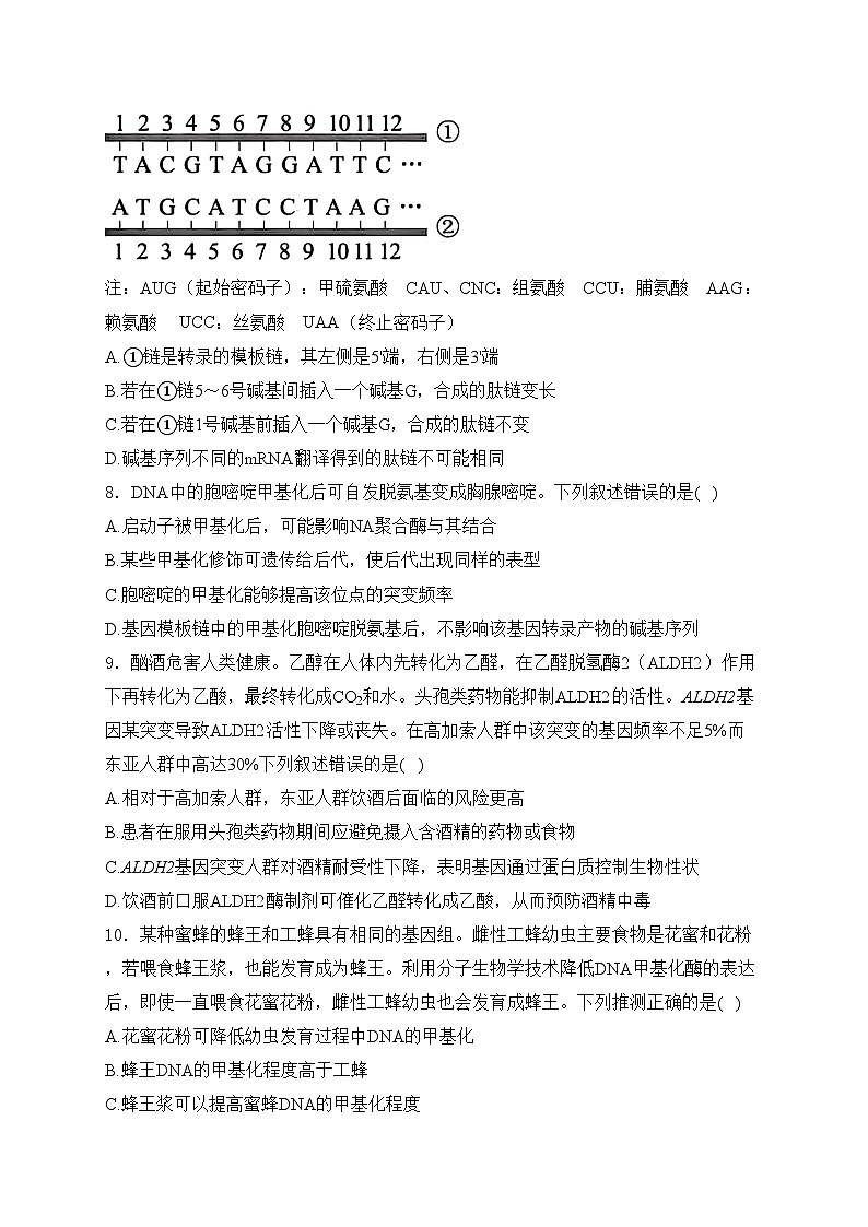 考点12 基因的表达——五年(2020—2024年)高考生物学真题专项分类汇编(含答案)第3页
