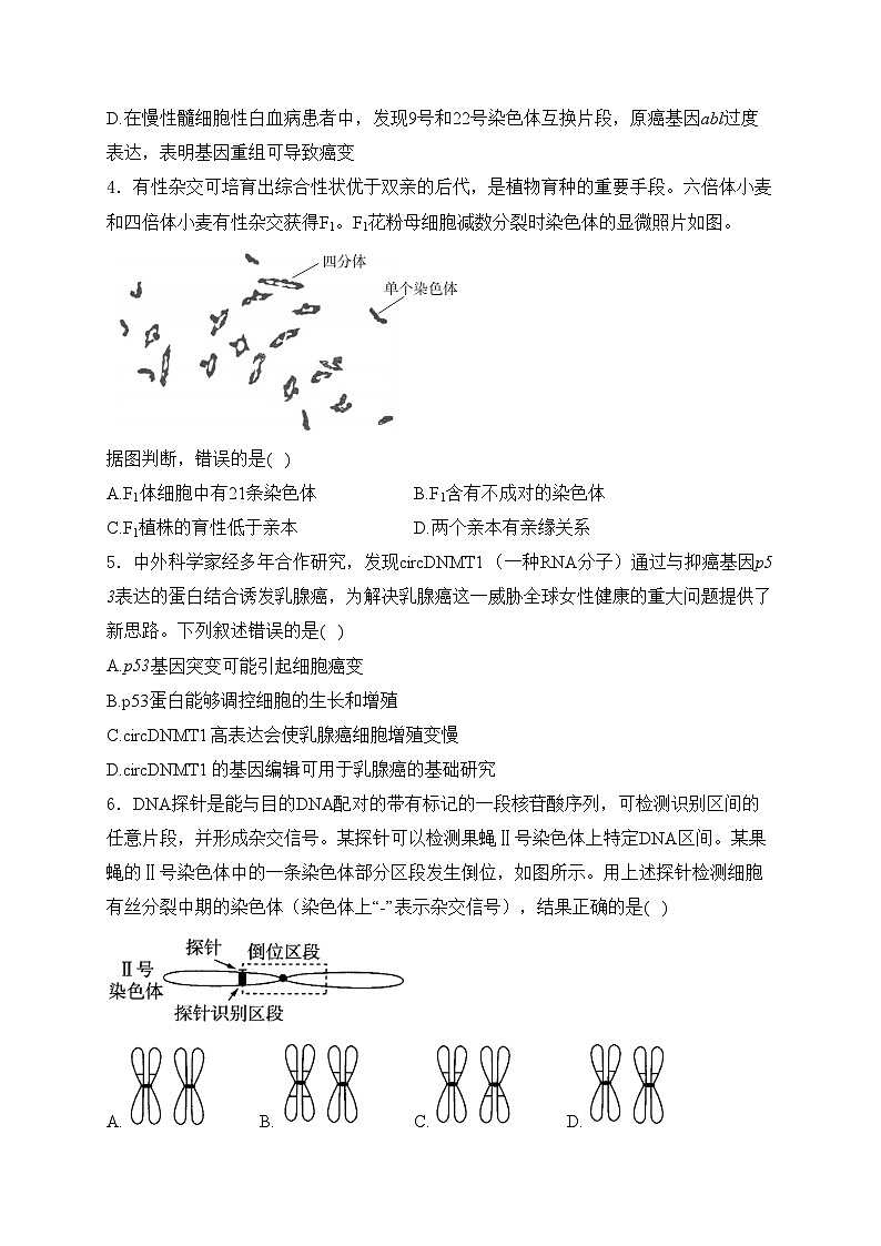考点13 生物的变异——五年(2020—2024年)高考生物学真题专项分类汇编(含答案)第2页