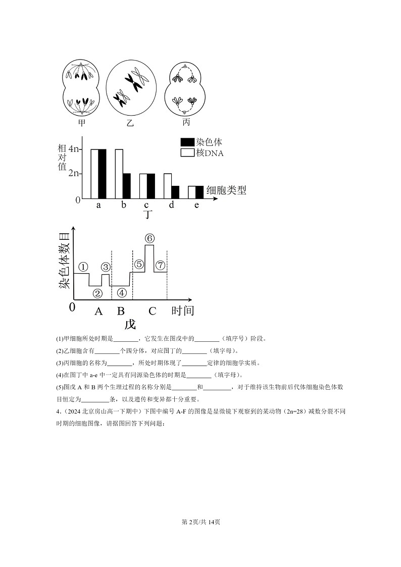 2024北京重点校高一下学期期中真题生物分类汇编:减数分裂和受精作用(非选择题)第2页