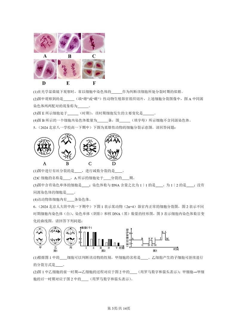 2024北京重点校高一下学期期中真题生物分类汇编:减数分裂和受精作用(非选择题)第3页