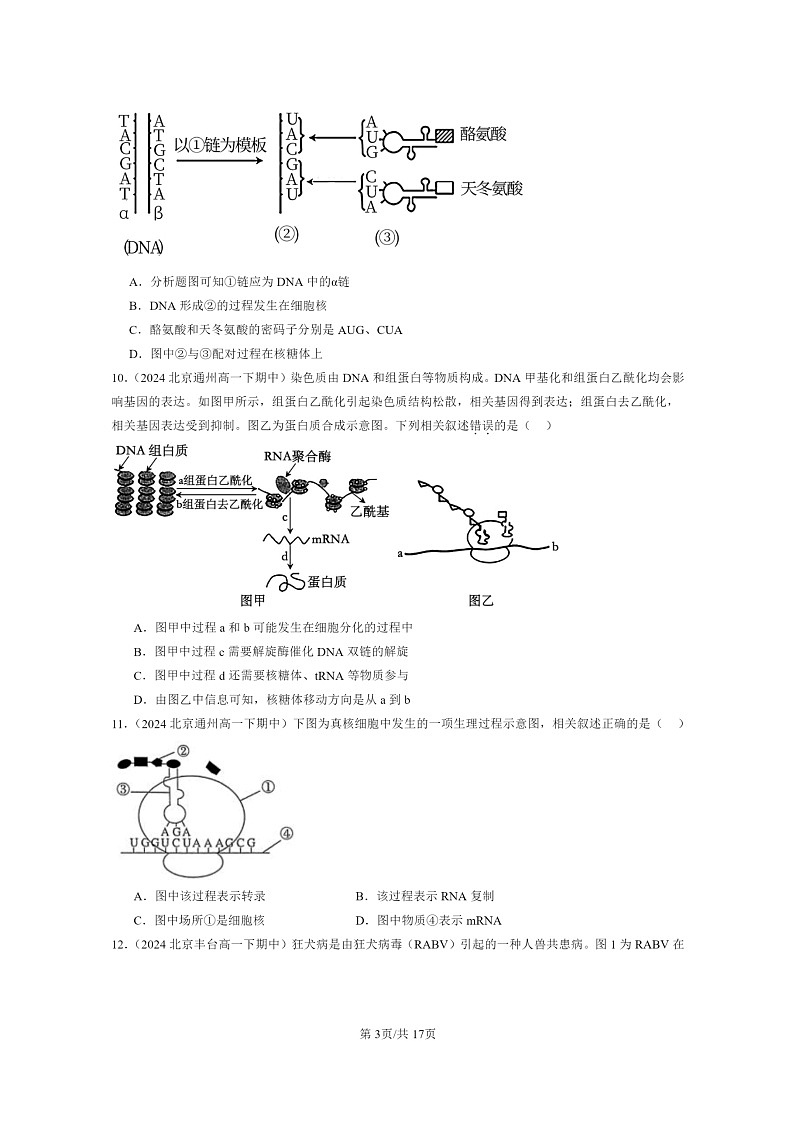 2024北京重点校高一下学期期中真题生物分类汇编:基因的表达章节综合(单选题)第3页