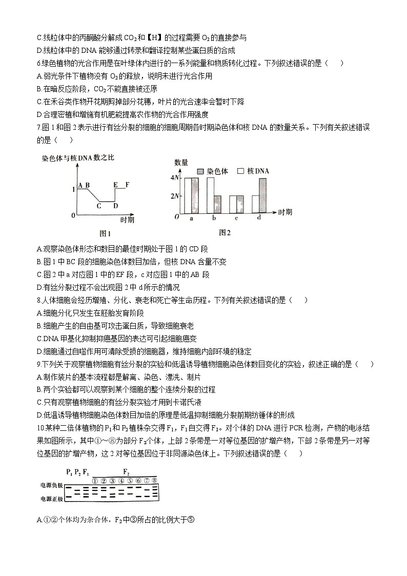 新疆维吾尔自治区部分学校2024-2025学年高三上学期普通高考适应性检测月考生物试卷第2页
