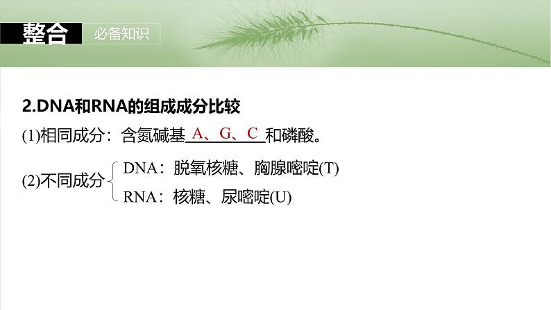 2025年高考生物一轮复习课件(新人教版) 第1单元 第5课时 核酸是遗传信息的携带者第6页