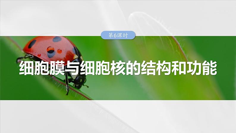 2025年高考生物一轮复习课件(新人教版) 第2单元 第6课时 细胞膜与细胞核的结构和功能第1页