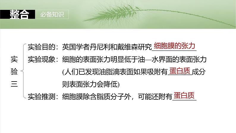 2025年高考生物一轮复习课件(新人教版) 第2单元 第6课时 细胞膜与细胞核的结构和功能第8页