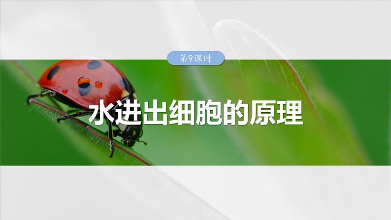 2025年高考生物一轮复习课件(新人教版) 第2单元 第9课时 水进出细胞的原理第1页