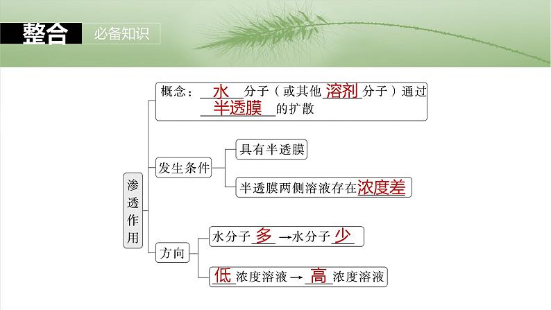 2025年高考生物一轮复习课件(新人教版) 第2单元 第9课时 水进出细胞的原理第5页
