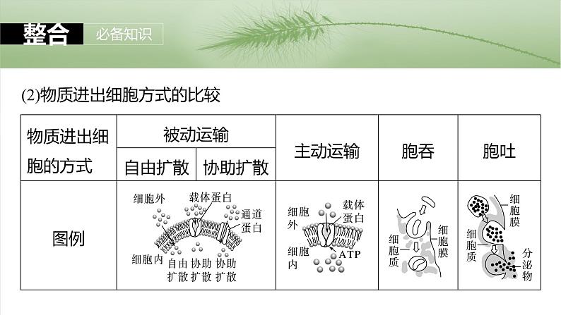 2025年高考生物一轮复习课件(新人教版) 第2单元 第10课时 物质进出细胞的方式及影响因素第4页
