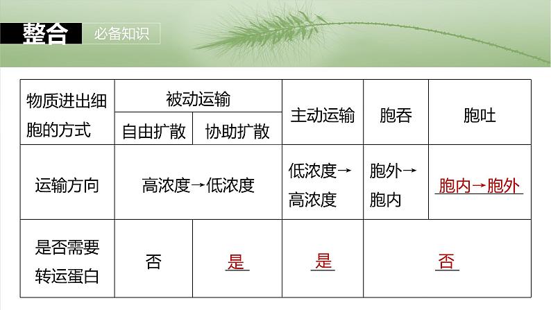 2025年高考生物一轮复习课件(新人教版) 第2单元 第10课时 物质进出细胞的方式及影响因素第5页