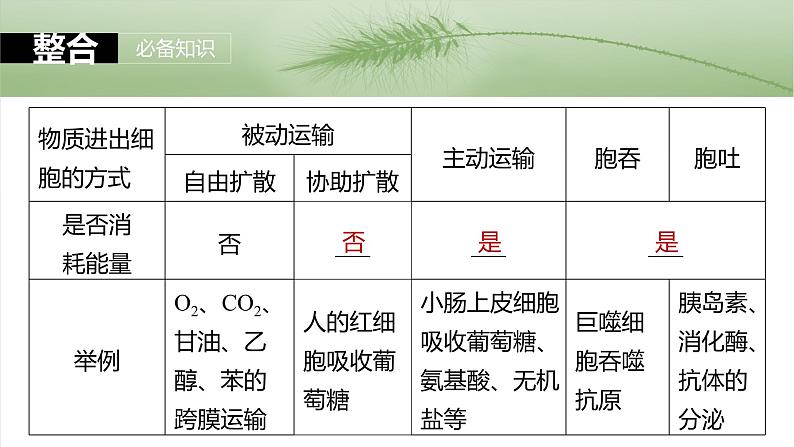 2025年高考生物一轮复习课件(新人教版) 第2单元 第10课时 物质进出细胞的方式及影响因素第6页