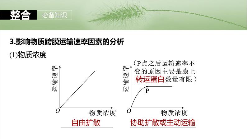 2025年高考生物一轮复习课件(新人教版) 第2单元 第10课时 物质进出细胞的方式及影响因素第8页