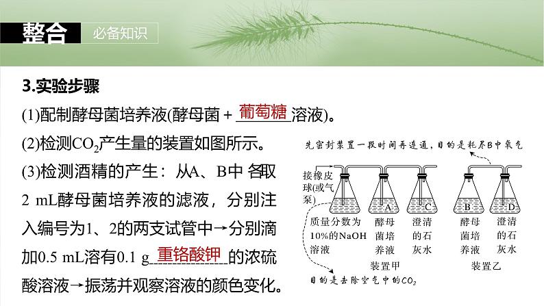 2025年高考生物一轮复习课件(新人教版) 第3单元 第13课时 细胞呼吸的方式和有氧呼吸第8页