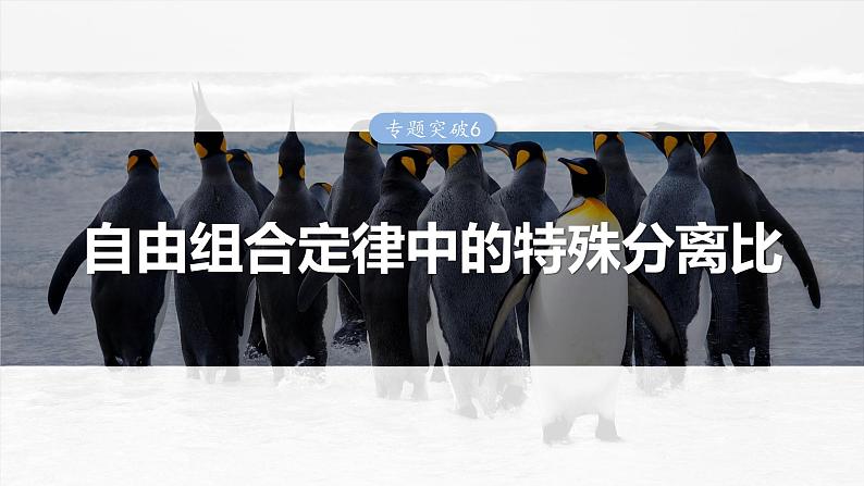 2025年高考生物一轮复习课件(新人教版) 第5单元 专题突破6 自由组合定律中的特殊分离比第1页