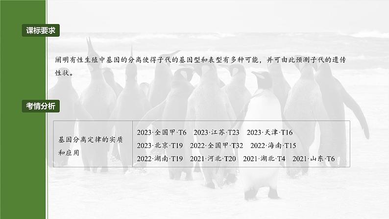 2025年高考生物一轮复习课件(新人教版) 第5单元 第25课时 分离定律的概率计算和常规应用02
