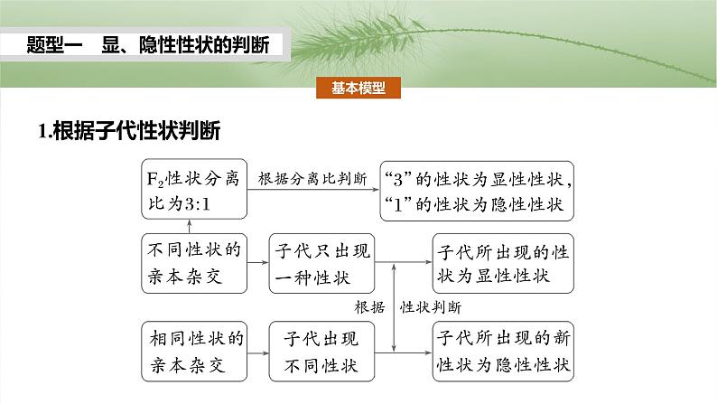 2025年高考生物一轮复习课件(新人教版) 第5单元 第25课时 分离定律的概率计算和常规应用03