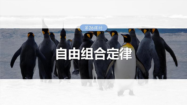 2025年高考生物一轮复习课件(新人教版) 第5单元 第26课时 自由组合定律第1页