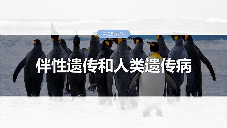 2025年高考生物一轮复习课件(新人教版) 第5单元 第28课时 伴性遗传和人类遗传病01