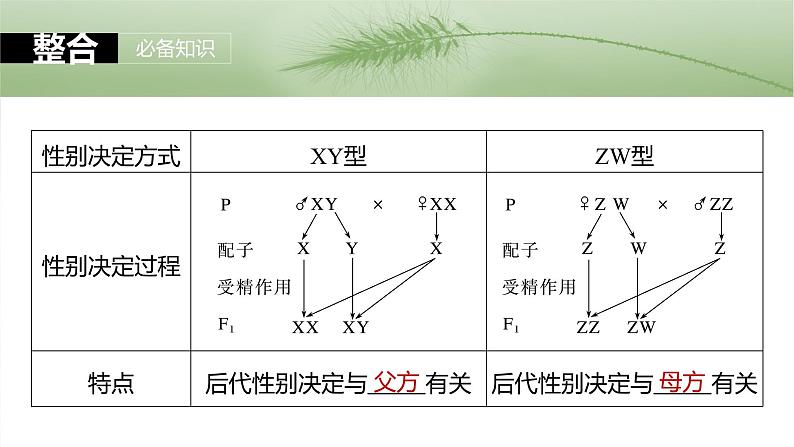2025年高考生物一轮复习课件(新人教版) 第5单元 第28课时 伴性遗传和人类遗传病06