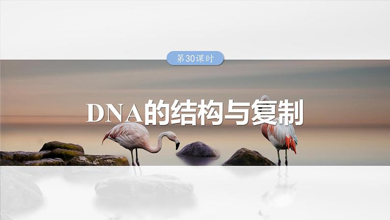 2025年高考生物一轮复习课件(新人教版) 第6单元 第30课时 DNA的结构与复制第1页