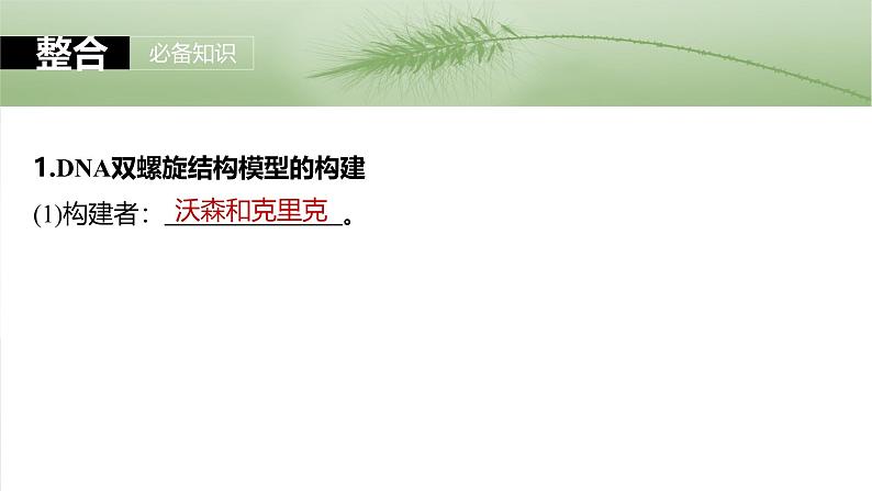 2025年高考生物一轮复习课件(新人教版) 第6单元 第30课时 DNA的结构与复制第5页