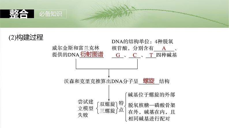 2025年高考生物一轮复习课件(新人教版) 第6单元 第30课时 DNA的结构与复制第6页