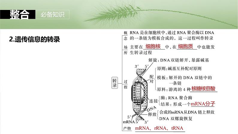 2025年高考生物一轮复习课件(新人教版) 第6单元 第31课时 基因的表达第7页