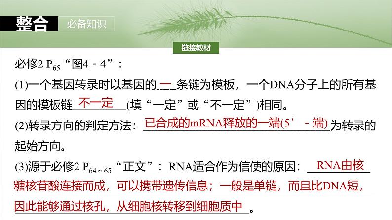 2025年高考生物一轮复习课件(新人教版) 第6单元 第31课时 基因的表达第8页