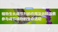 2025年高考生物一轮复习课件（新人教版） 第8单元　第46课时　植物生长调节剂的应用及环境因素参与调节植物的生命活动