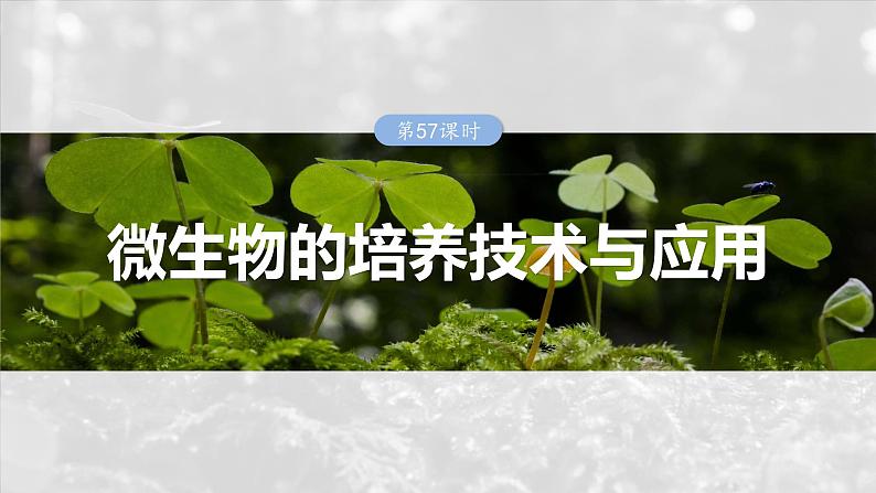 2025年高考生物一轮复习课件(新人教版) 第10单元 第57课时 微生物的培养技术与应用01