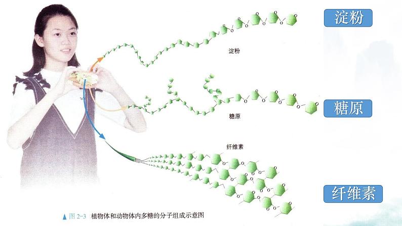 2.3 细胞中的糖类和脂质-2024-2025学年高一生物同步教学实用课件(人教版2019必修1)07