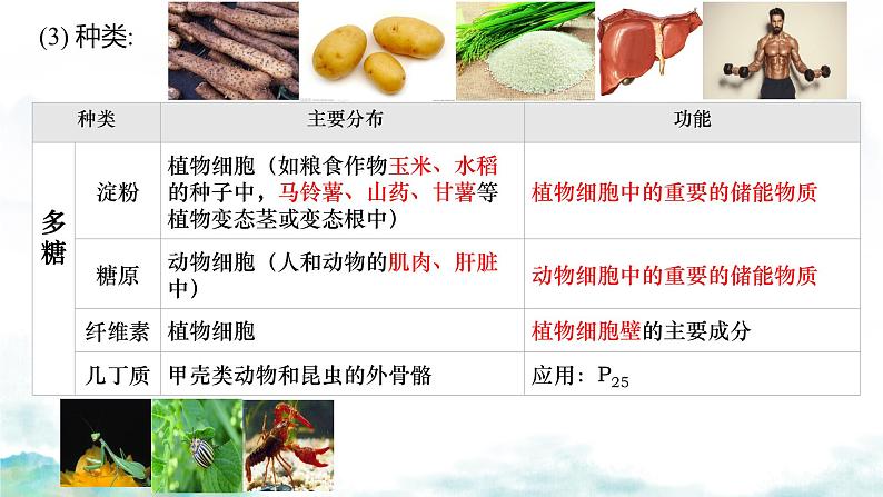 2.3 细胞中的糖类和脂质-2024-2025学年高一生物同步教学实用课件(人教版2019必修1)08