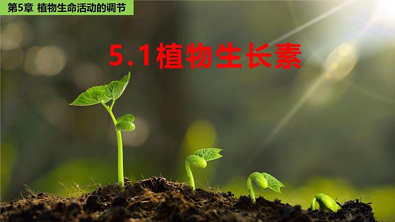 5.1 植物生长素-2024-2025学年高二生物上册同步备课课件(人教版2019选择性必修1)第1页