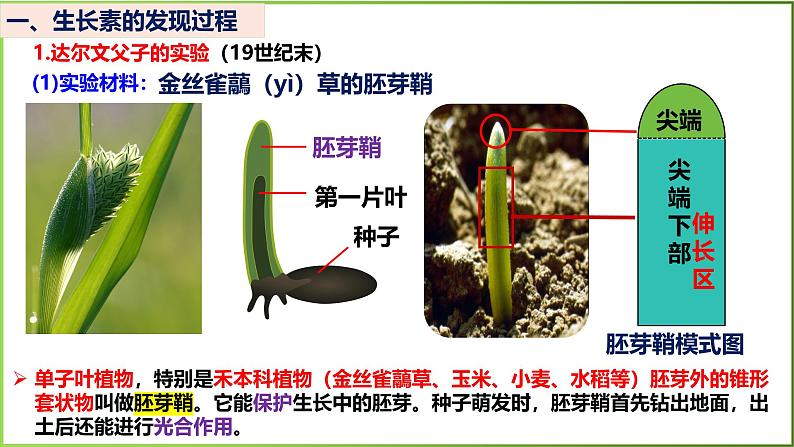 5.1 植物生长素-2024-2025学年高二生物上册同步备课课件(人教版2019选择性必修1)第3页