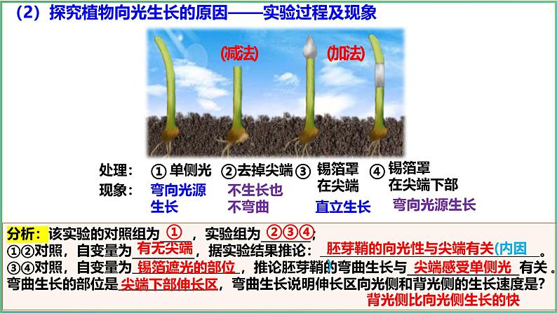 5.1 植物生长素-2024-2025学年高二生物上册同步备课课件(人教版2019选择性必修1)第4页